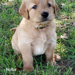 Goldendoodle and Golden Retriever Puppies from A Golden Summer