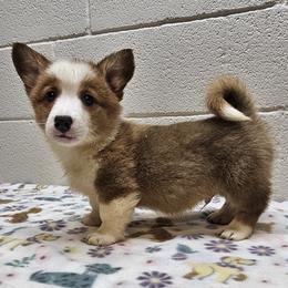 Michelangelo (Paul) - Red male Pembroke Welsh Corgi puppy in Castle Rock, Washington from Heckman Corgis