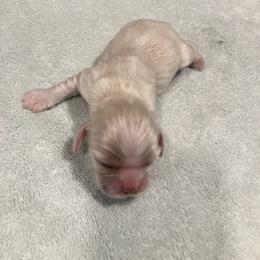 Girl 2 - Buff female Cocker Spaniel puppy in Rising Sun, Maryland from Palmtree Cockers