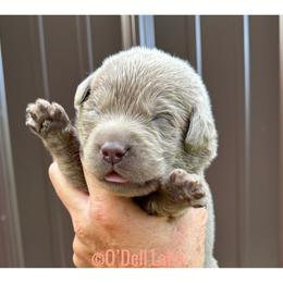 Stars - Chocolate male Labrador Retriever puppy in Sullivan, Missouri from O’Dell Labs