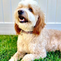 Summer - Bernedoodle