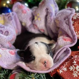 Boston Terrier Puppies from Dreamweaver Bostons