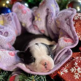 Boston Terrier Puppies from Dreamweaver Bostons