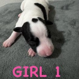 Girl 1 - Black brindle female Whippet puppy in Winter Garden, Florida from Infinity Whippets