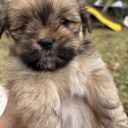 Jasmine - Golden female Lhasa Apso puppy in Albany, Georgia from Clark's Lhasas
