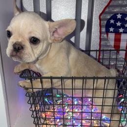 Dior - Fawn brindle and white female French Bulldog puppy in Miami, Oklahoma from Destiny Jones