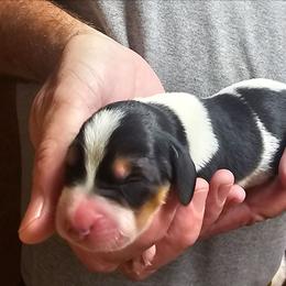 Male 1 - Black brown and white male Basset Hound puppy in Trade, Tennessee from TN Miniature Dachshunds & Basset Hounds