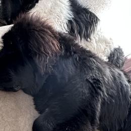 Anatolian Shepherd Dogs, Komondorok, and Newfoundlands from Tatties Ranch