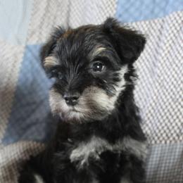 Teeny - Black and silver female Miniature Schnauzer puppy in Richardton, North Dakota from Crooked Tree Ranch