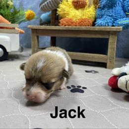 Jack - Red male Pembroke Welsh Corgi puppy in Apison, Tennessee from Ashmore Corgis
