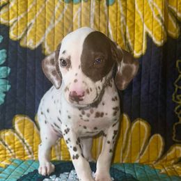 Bambi - White and liver brown female Dalmatian puppy in Travelers Rest, South Carolina from Cotton Top