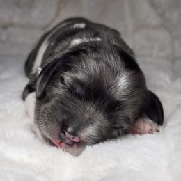Captain Hook - Merle male Cockapoo puppy in Cleveland, Georgia from Jam's Doodles And Poodles