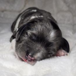 Captain Hook - Merle male Cockapoo puppy in Cleveland, Georgia from Jam's Doodles And Poodles