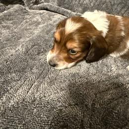 Chris - Piebald male Dachshund puppy in Milo, Missouri from Gillian’s Darling’ Doxies