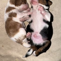 Cavalier King Charles Spaniel Puppies from Sunshine State Cavaliers