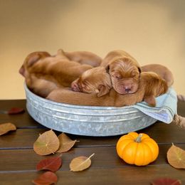 4th Pick Male - Dark golden male Golden Retriever puppy in Ohatchee, Alabama from The Golden Life