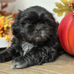 Shih Tzu Puppies from Molly B's ShihTzus