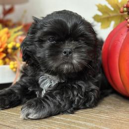Shih Tzu Puppies from Molly B's ShihTzus