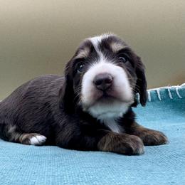 Isabel a.k.a. Belly - Chocolate and tan female Dachshund puppy in Hendersonville, North Carolina from Kim's Cove