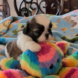 Noah - Gold and white male Shih Tzu puppy in Pleasant Hill, Missouri from Misty Dajavue Shih-Tzu