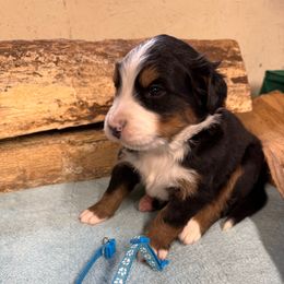 Teal - Black rust and white female Bernese Mountain Dog puppy in Delton, Michigan from Rocky Top Acres