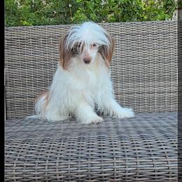 Dylan - White and chocolate male Chinese Crested puppy in Amarillo, Texas from Victoria's Chinese Cresteds Long Star Angels
