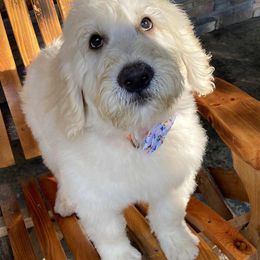 Goldendoodles from gwen odonell