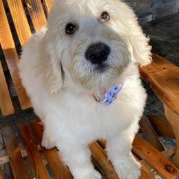 Goldendoodles from gwen odonell