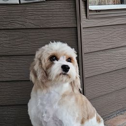 Lola - Cavapoo