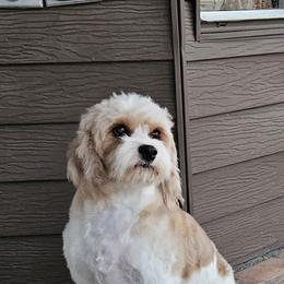 Lola - Cavapoo