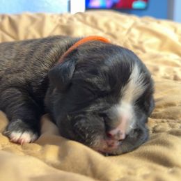 Zeus - Brindle male Boxer puppy in Deland, Florida from Baby Bliss Boxers