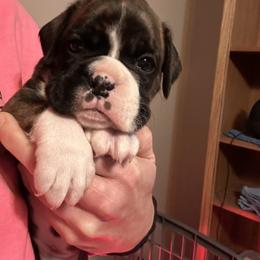 Boxer Puppies from KP Boxers