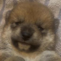 Mini 'Minerva' - Red female Shiba Inu puppy in Clewiston, Florida from Animal Farm Shiba Inus & Mameshibas
