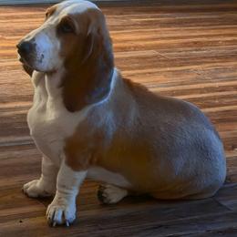 Poppy - Basset Hound