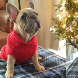 French Bulldogs from Top Dawg French Bulldogs