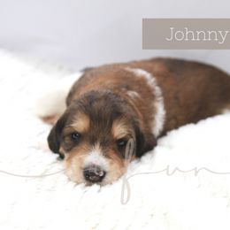 Bernedoodle and Poodle Puppies from SoFun Doodles & Poodles