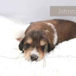 Bernedoodle and Poodle Puppies from SoFun Doodles & Poodles
