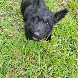 Bonnie - Black brindle female Scottish Terrier puppy in Pineview, Georgia from Carsten's Scottish Terriers