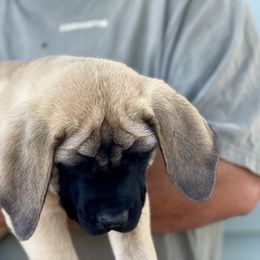 Happy Boy - Fawn male Mastiff puppy in Wewoka, Oklahoma from P Diamond Mastiffs