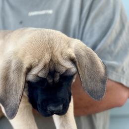 Happy Boy - Fawn male Mastiff puppy in Wewoka, Oklahoma from P Diamond Mastiffs