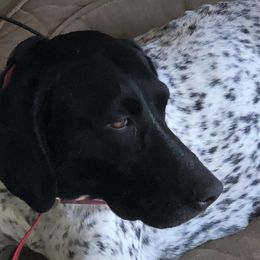 German Shorthaired Pointers from ETX GPS Kennels