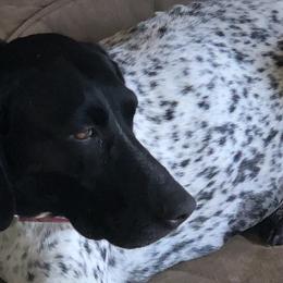 German Shorthaired Pointers from ETX GPS Kennels