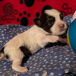 PeeWee Chocolate Parti male - Chocolate, tan and white male Yorkshire Terrier puppy in Gatesville, Texas from KontryKritterz Yorkies