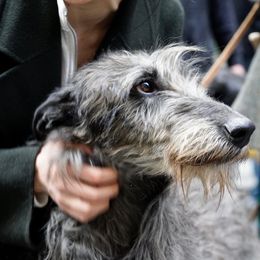 Tally - Scottish Deerhound