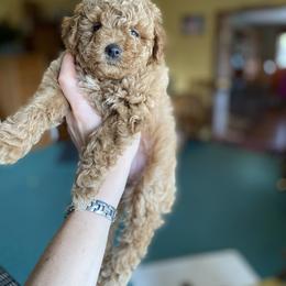 Poodle Puppies from 3C Poodles