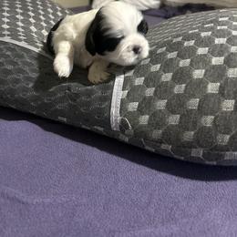 Shih Tzu Puppies from Added family