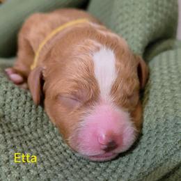 Etta (Loretta) - Red  female Goldendoodle puppy in Hendersonville, Tennessee from Ben's Best Buddy Goldendoodles