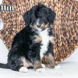 Muffin - Tri-color female Bernedoodle puppy in Factoryville, Pennsylvania from North Mountain Doodles