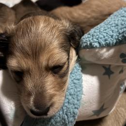 Hercules - Cream male Dachshund puppy in Alabaster, Alabama from Doxies of Olympus