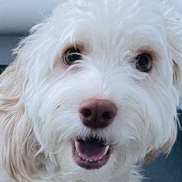Sohla - Cockapoo